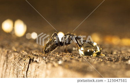 big forest ants in a native habitat 123047581