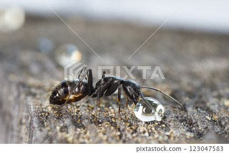 big forest ants in a native habitat 123047583