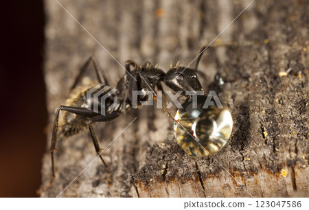 big forest ants in a native habitat 123047586