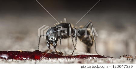 big forest ants in a native habitat big forest ants in a native habitat 123047589