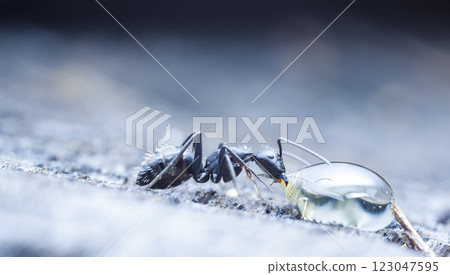 big forest ants in a native habitat big forest ants in a native habitat 123047595
