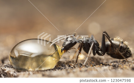 big forest ants in a native habitat 123047598