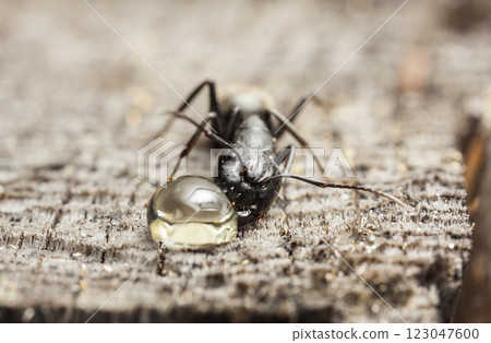 big forest ants in a native habitat 123047600