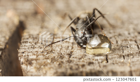 big forest ants in a native habitat big forest ants in a native habitat 123047601