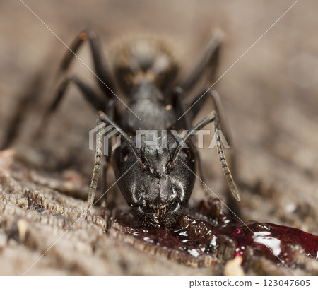 big forest ants in a native habitat 123047605