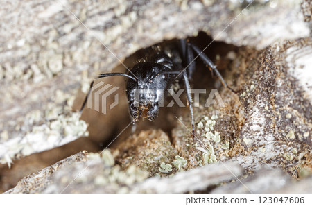 big forest ants in a native habitat big forest ants in a native habitat 123047606
