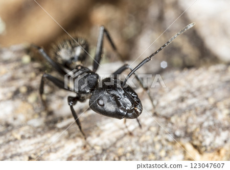 big forest ants in a native habitat 123047607