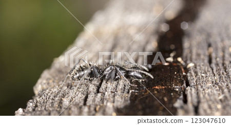 big forest ants in a native habitat 123047610