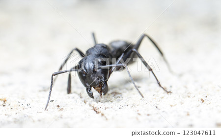 big forest ants in a native habitat 123047611