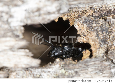 big forest ants in a native habitat big forest ants in a native habitat 123047613