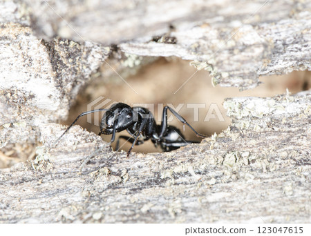 big forest ants in a native habitat 123047615