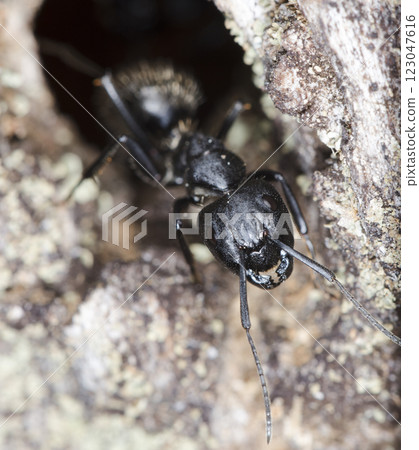 big forest ants in a native habitat 123047616