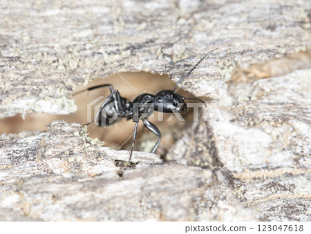 big forest ants in a native habitat 123047618