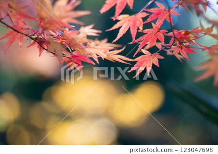 Autumn leaves maple 123047698