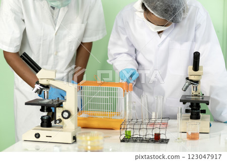 biochemistry scientist manipulating white lab rat in preparation biochemistry scientist manipulating white lab rat in preparation 123047917