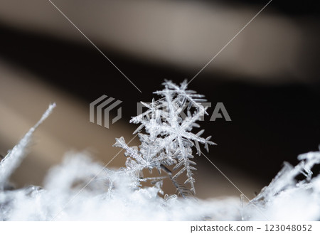 natural snowflakes on snow, winter 123048052