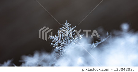 natural snowflakes on snow, winter 123048053