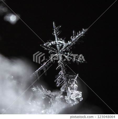 natural snowflakes on snow, winter 123048064