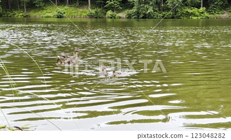 Mallard with ducklings floating in the lake at summer day. Mother duck with brood swimming at pond. Birds family in the nature habitat. Concept of animal wildlife. Close up Slow mo Mallard with ducklings floating in the lake at summer day. Mother duck with brood swimming at pond. Birds family in the nature habitat. Concept of animal wildlife. Close up Slow mo 123048282
