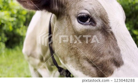 Close up to eye of cute gray cow at lawn. Sight of a friendly mammal animal at countryside. Profile of beautiful kine grazing outdoor. Cattle on pasture. Concept of livestock husbandry 123048288
