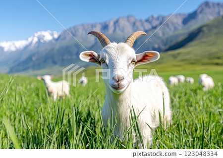 White goat grazing in mountainous green pasture with clear blue sky. 123048334