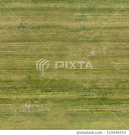 texture of green grass on the lawn, seamless 123048353