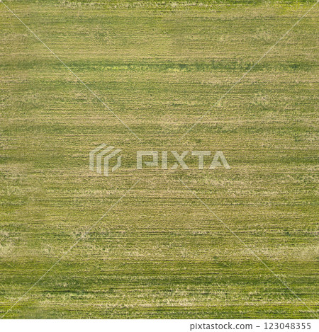 texture of green grass on the lawn, seamless 123048355