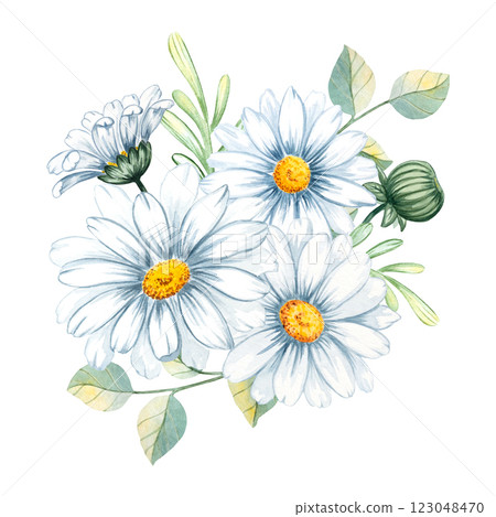 Bouquet of chamomile, daisy, leaves, petal, bud isolated on white background for congratulations, wedding, greeting, invitation card, print, scrapbooking 123048470