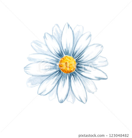 Chamomile, daisy, petal, bud watercolor set illustration isolated white background. Hand drawn floral botanical painting. Congratulations, wedding, greeting, invitation card, print 123048482