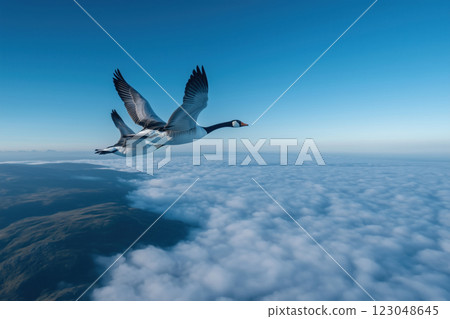 Flying wild Geese in the blue sky above the clouds. 123048645