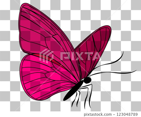 Bright pink butterfly illustration with intricate wing patterns on a transparent background Bright pink butterfly illustration with intricate wing patterns on a transparent background 123048789