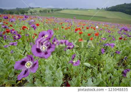 Typical spring landscape with poppies near Silica (Szilice), National Park Slovak Kras, Slovakia 123048835