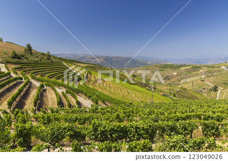 Typical vineyard near Ervedosa do Douro, Alto Douro, Portugal Typical vineyard near Ervedosa do Douro, Alto Douro, Portugal 123049026
