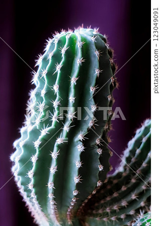 Cactus on a purple background Cactus on a purple background 123049091
