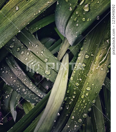 Background green grass in drops of dew Background green grass in drops of dew 123049092