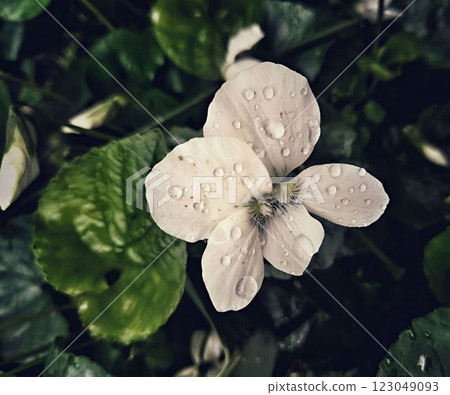 Background of white garden violet flower in drops of dew 123049093
