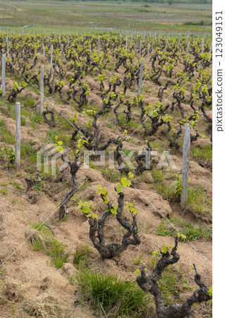 Spring vineyards near Julienas in Beaujolais, Burgundy, France Spring vineyards near Julienas in Beaujolais, Burgundy, France 123049151