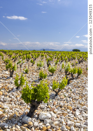 Typical vineyard with stones near Chateauneuf-du-Pape, Cotes du Rhone, France Typical vineyard with stones near Chateauneuf-du-Pape, Cotes du Rhone, France 123049155