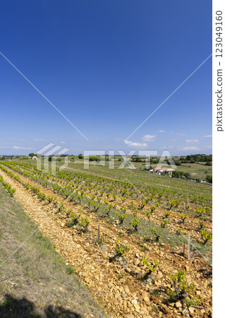 Typical vineyard with stones near Chateauneuf-du-Pape, Cotes du Rhone, France 123049160