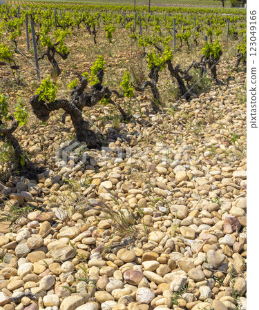 Typical vineyard with stones near Chateauneuf-du-Pape, Cotes du Rhone, France 123049166