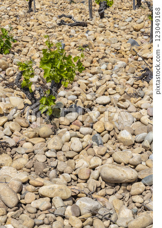 Typical vineyard with stones near Chateauneuf-du-Pape, Cotes du Rhone, France 123049168