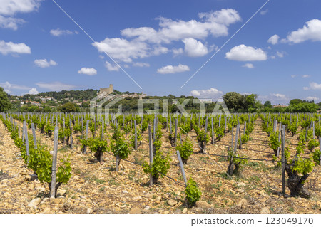 Typical vineyard with stones near Chateauneuf-du-Pape, Cotes du Rhone, France Typical vineyard with stones near Chateauneuf-du-Pape, Cotes du Rhone, France 123049170