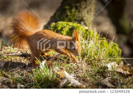 red squirrel in the forest red squirrel in the forest 123049326