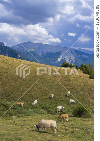 Sheep in typical landscape near Portillo de Eraize and Col de la Pierre St Martin, Spanish French border in the Pyrenees, Spain Sheep in typical landscape near Portillo de Eraize and Col de la Pierre St Martin, Spanish French border in the Pyrenees, Spain 123049388