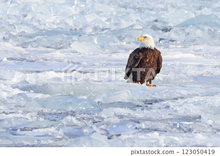 Bald eagle sitting on a small iceberg on frozen Ontario Lake, Canada Bald eagle sitting on a small iceberg on frozen Ontario Lake, Canada 123050419