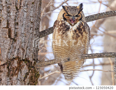 Great-horned Owl sitting on a tree branch in the forest, Quebec, Canada 123050420