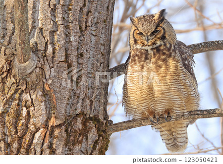 Great-horned Owl sitting on a tree branch in the forest, Quebec, Canada 123050421