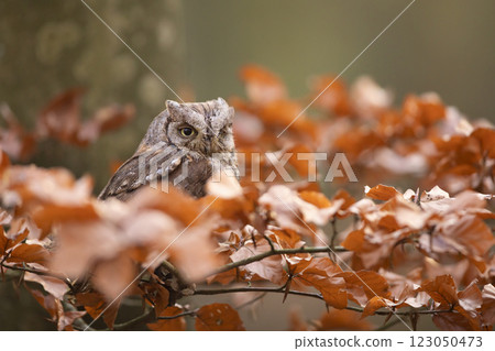 Scops Owl, Otus scops, pair of little owl in the nature habitat, sitting on the tree branch between leaves. Wildlife scene from nature 123050473