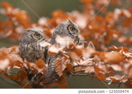 Scops Owl, Otus scops, pair of little owl in the nature habitat, sitting on the tree branch between leaves. Wildlife scene from nature Scops Owl, Otus scops, pair of little owl in the nature habitat, sitting on the tree branch between leaves. Wildlife scene from nature 123050474