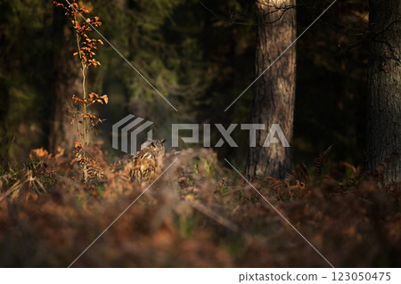 Euroasian eagle-owl (Bubo bubo) sitting in the heather with the autumn forest at his back. Colorful forest in the background 123050475